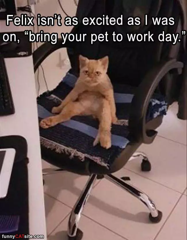 Bring Your Pet To Work