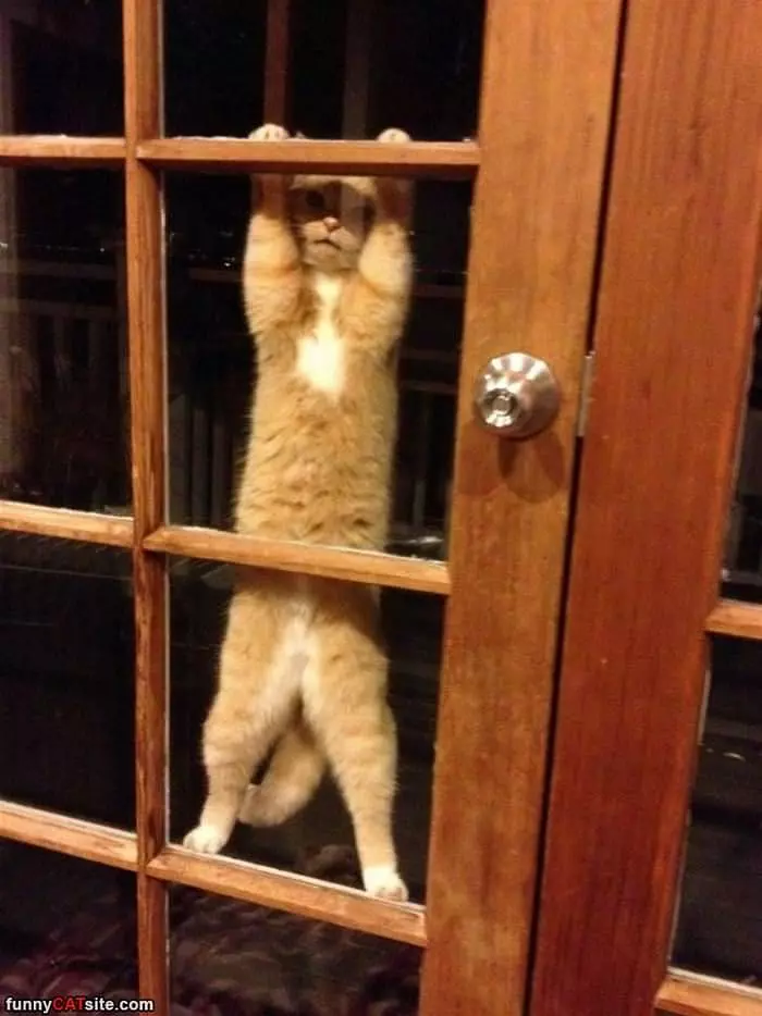 Let Me In Buddy