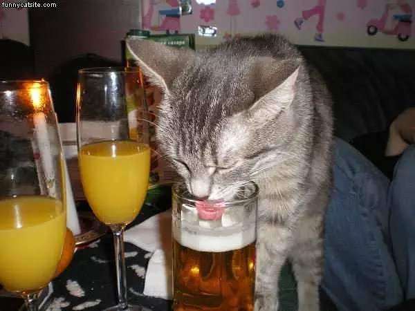 Beer Drinking Cat