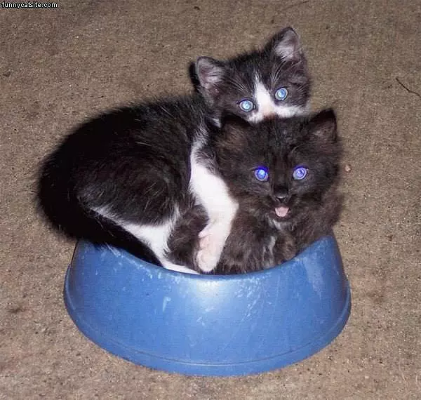 Cats In A Bowl