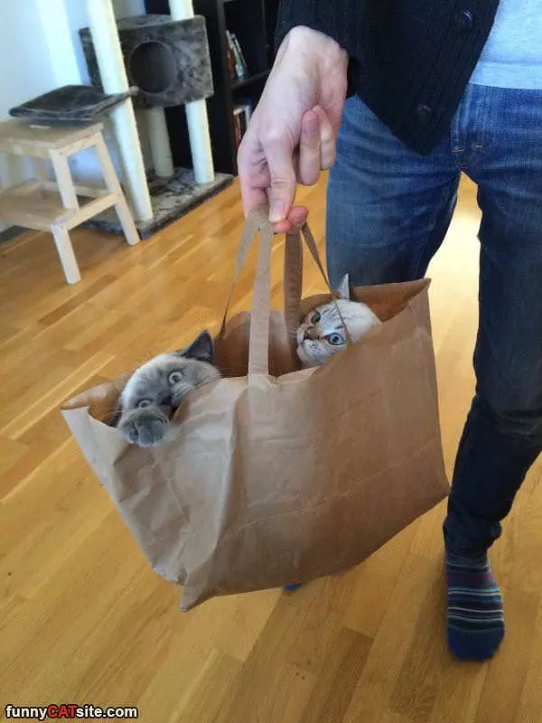 Cats In A Bag