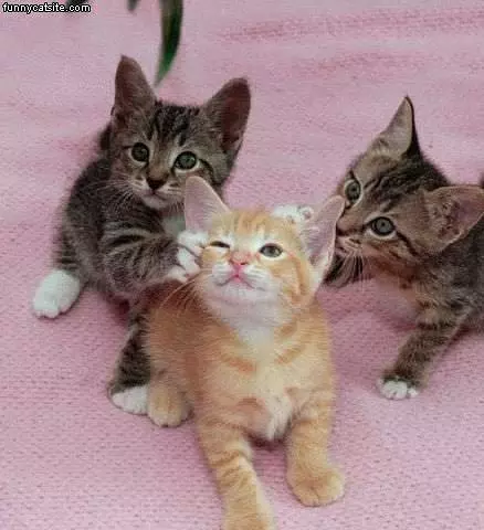 3 Kittens Playing