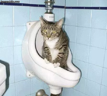 Urinal Cat