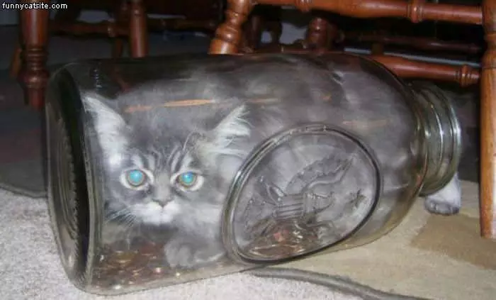 Cat Jar