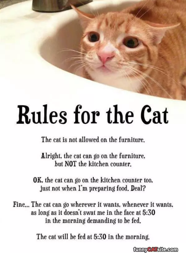 Rules For The Cat