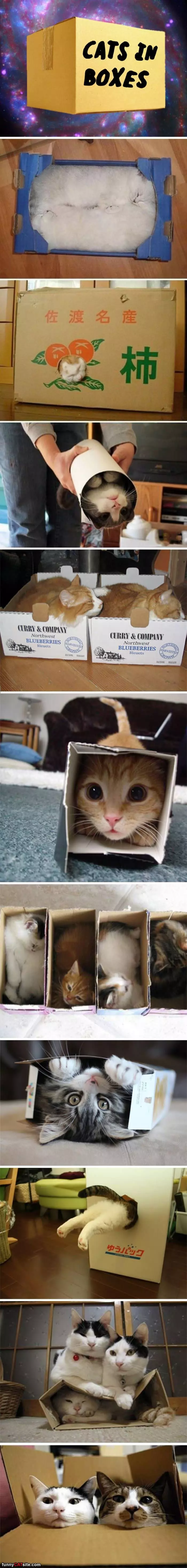 Cats In Boxes