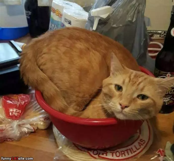 Hide In The Bowl