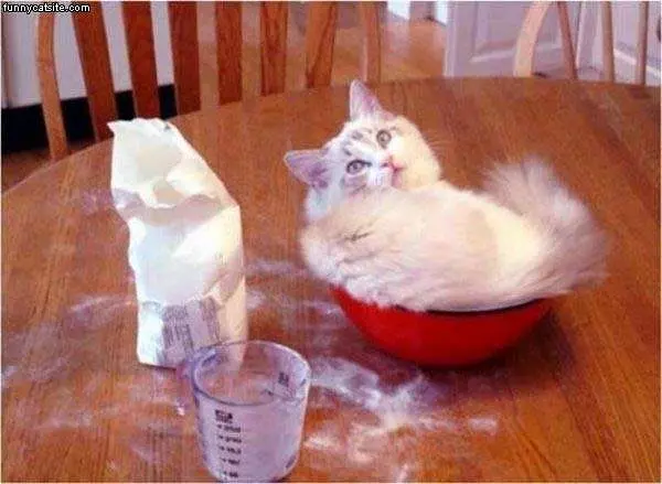 Im Not Flour