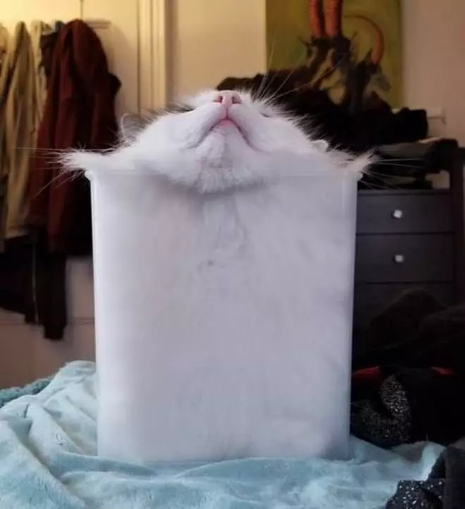 I Am A Cube Of A Cat