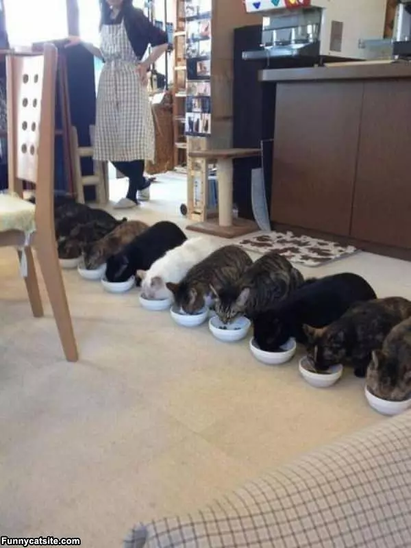 The Cat Army