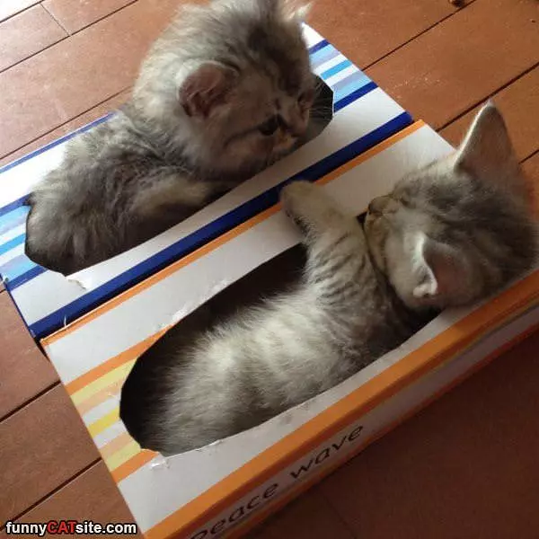 Box Of Kittens