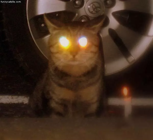 Laser Cat Eyes