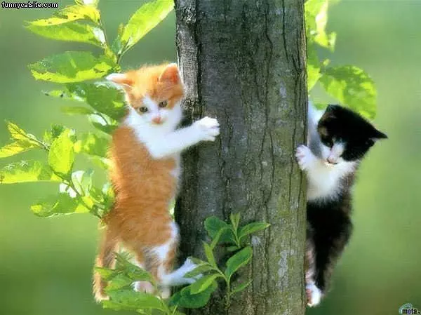 Climbing Cute Kittens