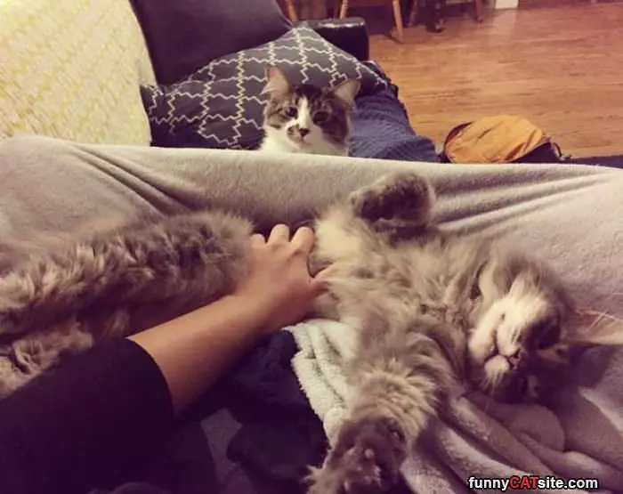 Some Belly Rubs