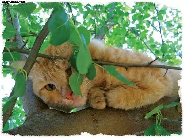 Hiding Here In The Tree