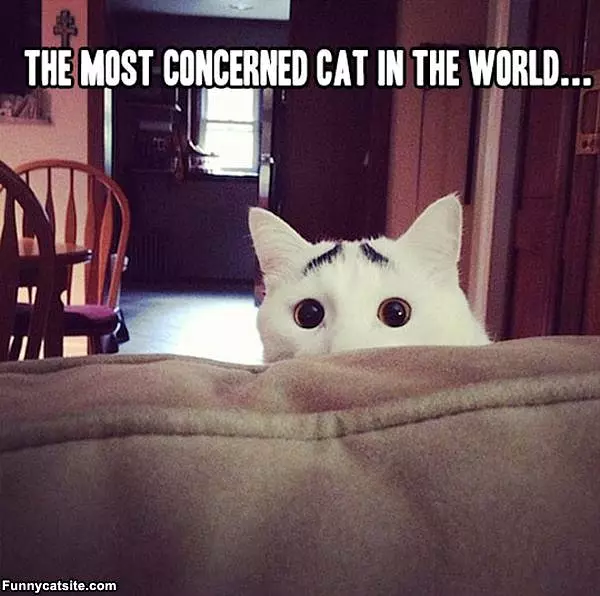 Concerned Cat