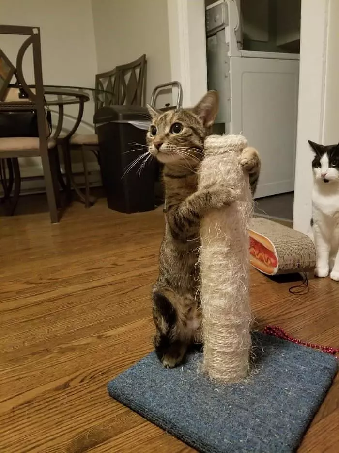 My Scratching Post
