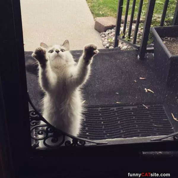 Let Me In Already