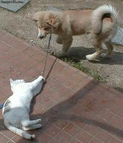 Cat Walks The Dog