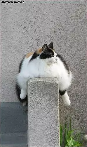Fat Cat On Ledge
