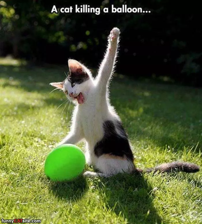 A Cat Killing A Balloon