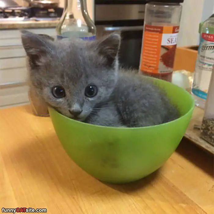 Bowl Kitty