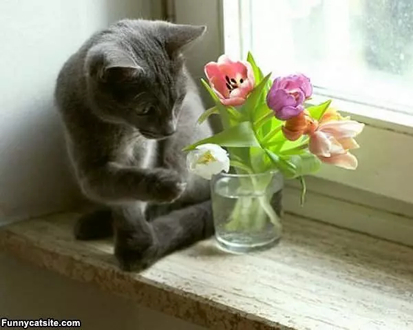 What Nice Flowers