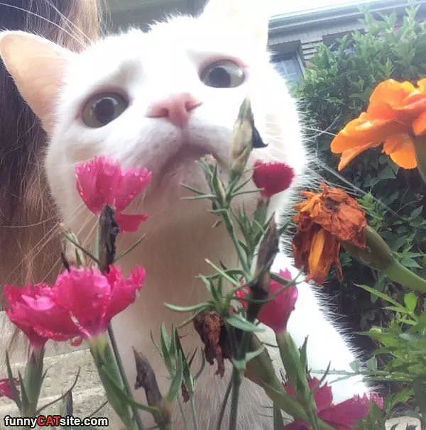 Smelling The Roses