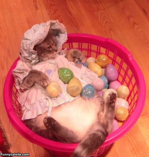 The Basket Cat