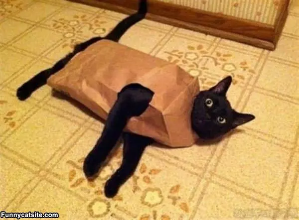 I Am The Bag Cat