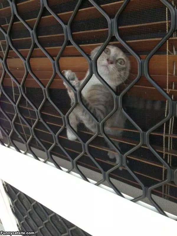 Let Me Out Of Here