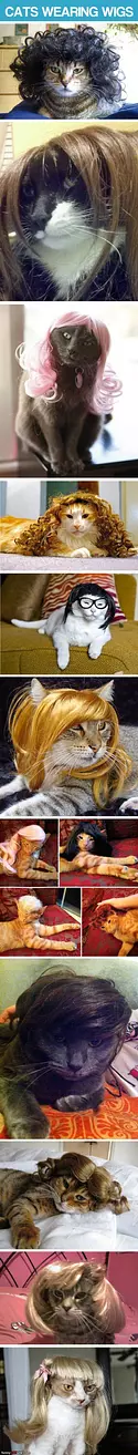 Cats Wearing Wigs