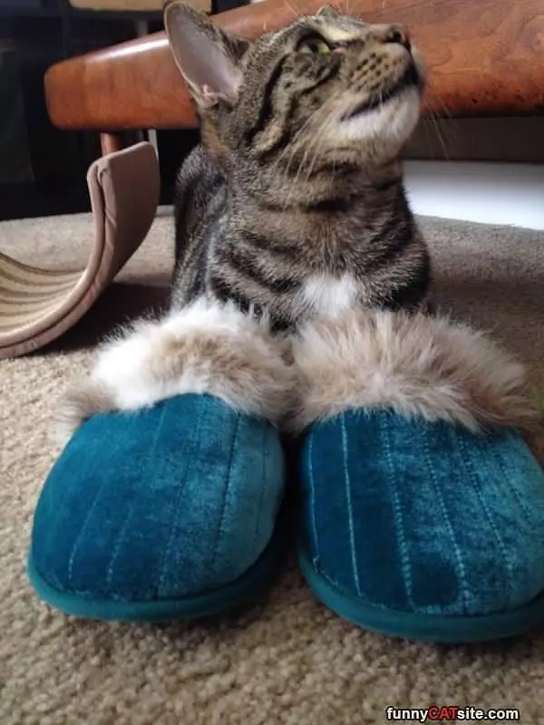 These Slippers Are Huge