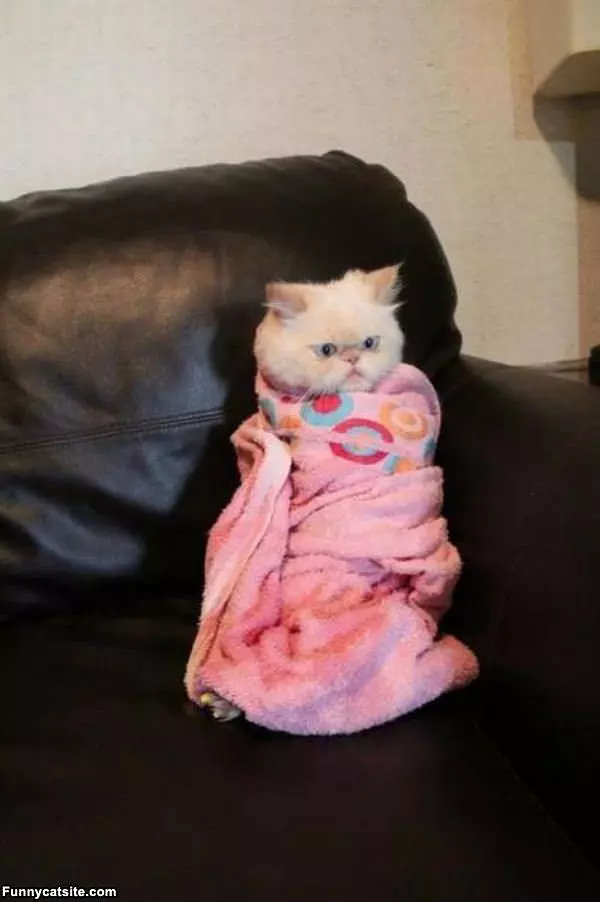 Wrapped Up Cat