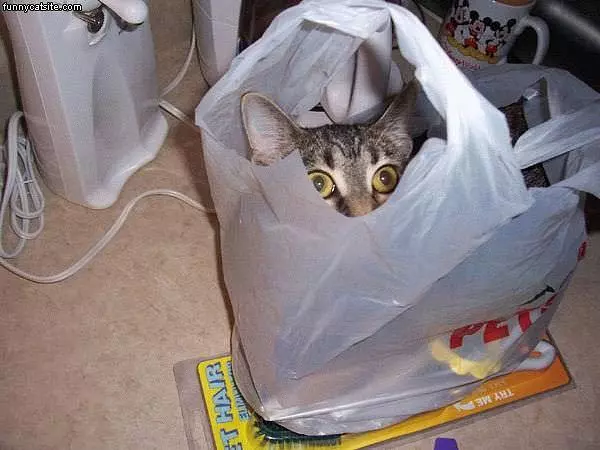 Bagged Cat