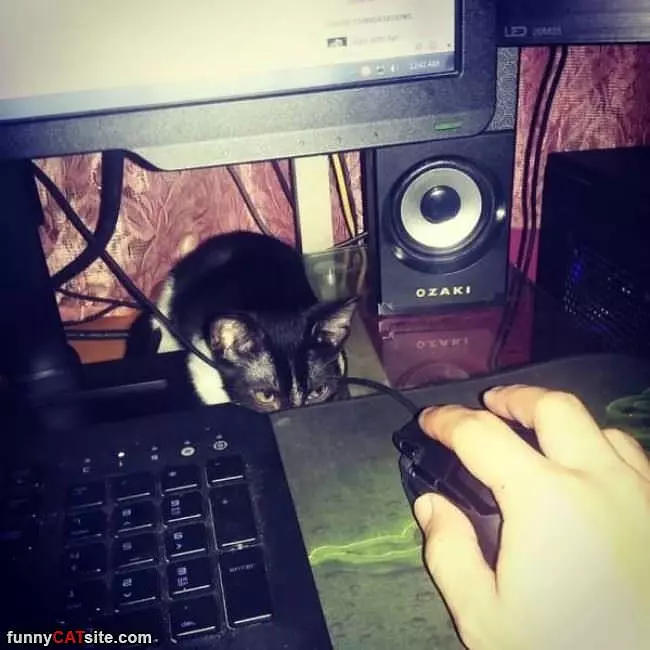 Mouse Hunting