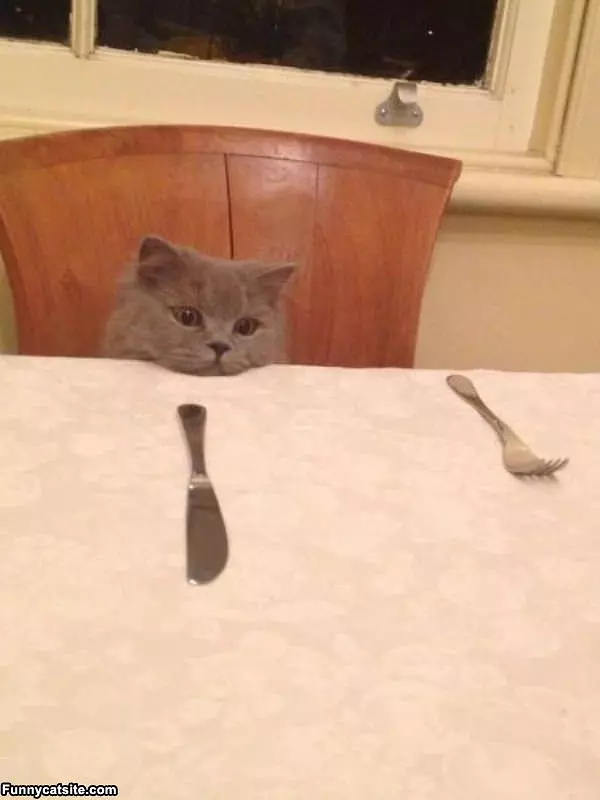 Can I Has Dinner Please