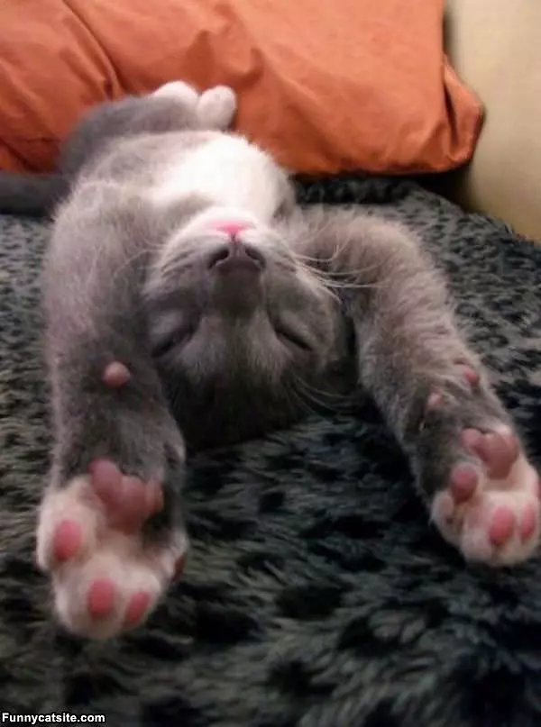 Full Cat Stretch