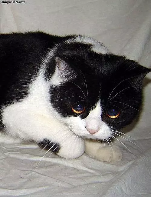 Sad Cat