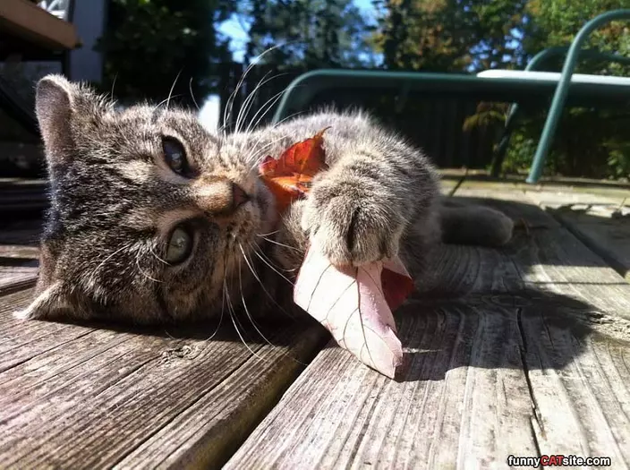 Eat A Leaf