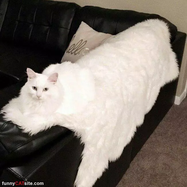 Big White Fluffy Cat