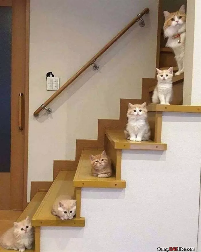 Cats Up Steps
