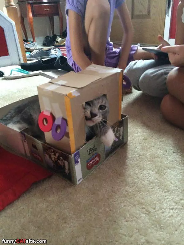The Box Of Cat