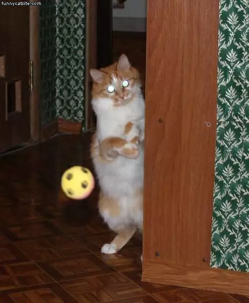 Cat Playing Ball