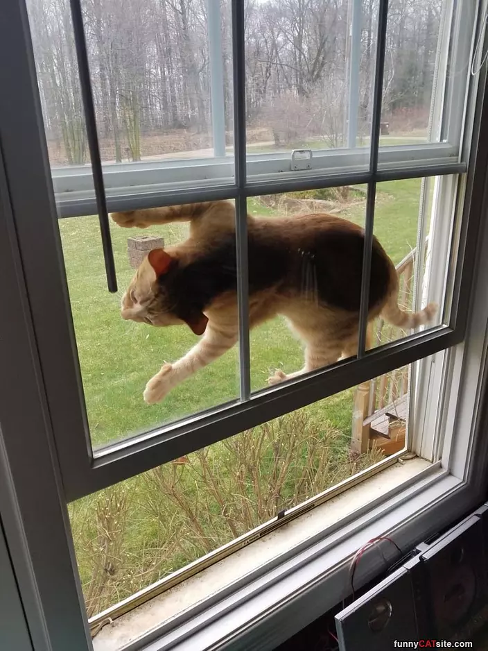 Getting Out The Window