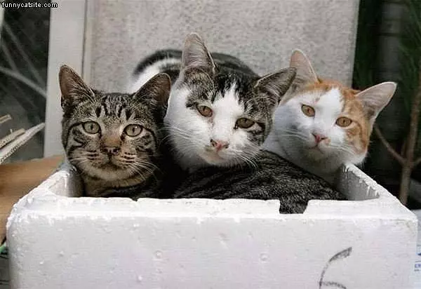 Three Cats In Cooler