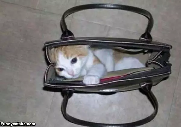 This Is My Purse Now
