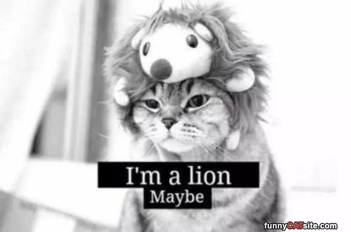 Maybe A Lion