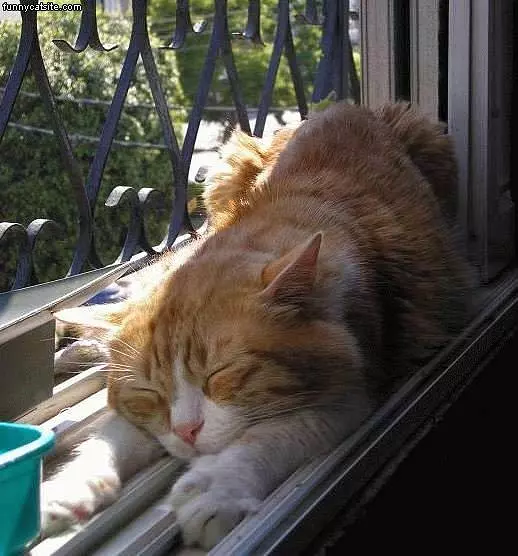 Sleeping In The Sill