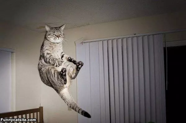 The Hover Cat